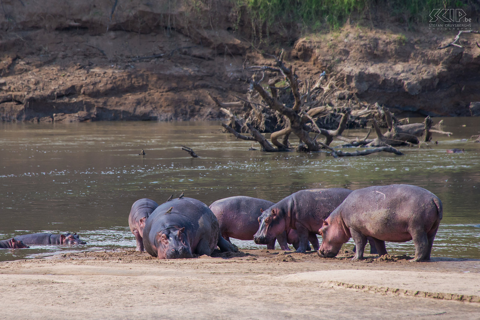 South Luangwa - Nijlpaarden Vlak voor onze tent aan de lodge waren vaak grote groepen nijlpaarden (Hippo, Hippopotamus amphibius) te zien in de Luangwa rivier. Deze grote stier is enorm en weegt waarschijnlijk meer dan 3 ton. Stefan Cruysberghs